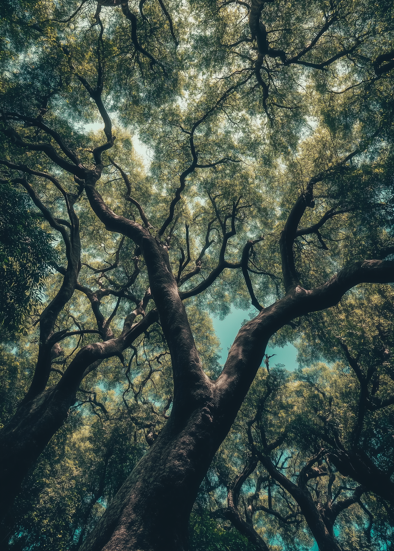 atticus_eby_A_dense_forest_of_banyan_trees_their_canopies_overl_592436f6-7182-4713-9a46-8a178791a024.png